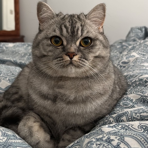 Meet your Posher, Gulyaprak - Picture 1 of 1